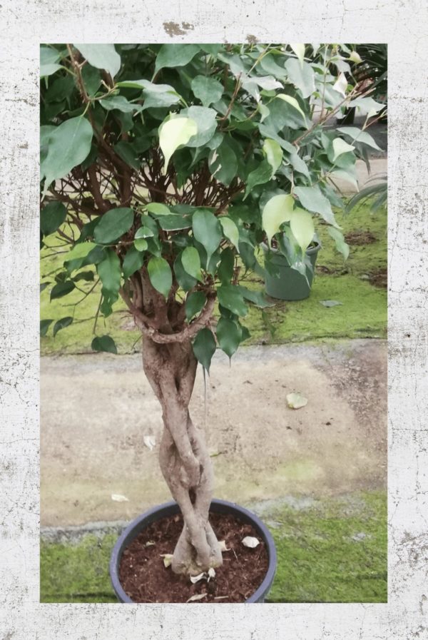 ficus benjamina tresse