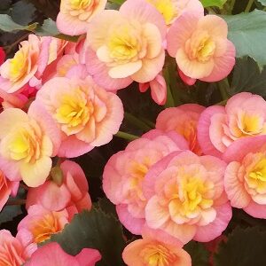 begonia eliator valentino