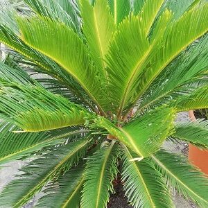 Cycas revoluta