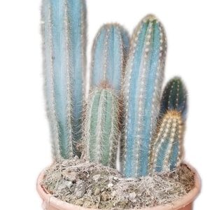 Cactus pilosocereux pachycladus